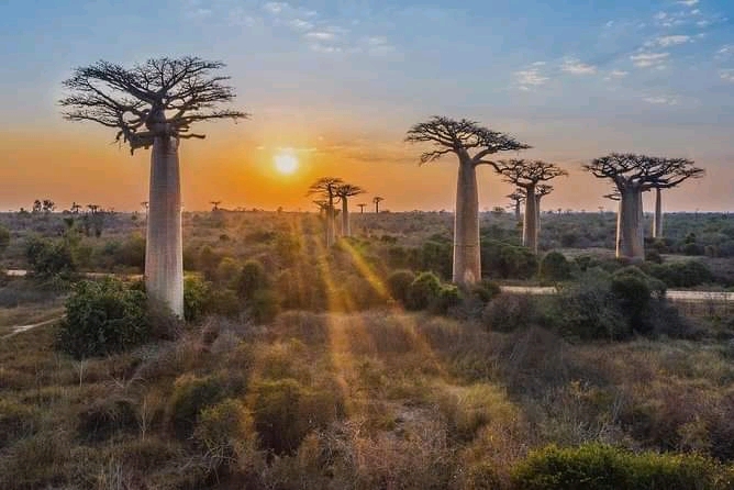 Circuit Morondava et Tsingy de Bemaraha