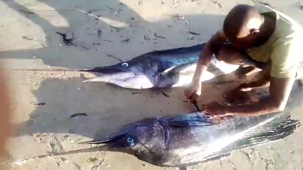 Big game fishing